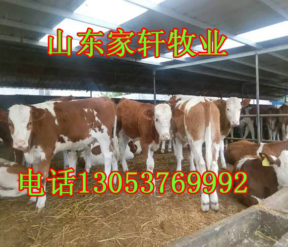 安徽省马鞍山市哪里有卖屠宰肉牛的场家?