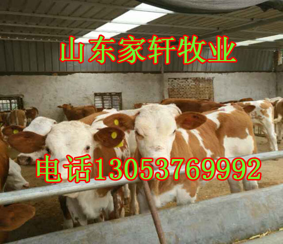 安徽省马鞍山市正规肉牛养殖场@家轩牧业