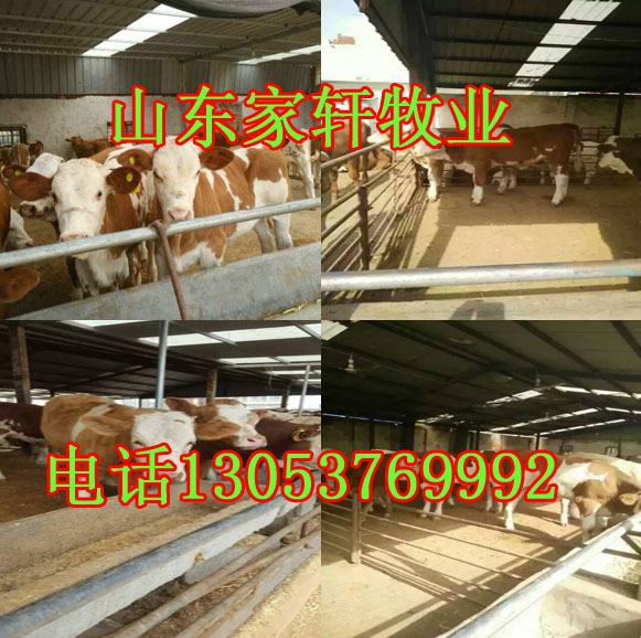 安徽省马鞍山市最新西门塔尔牛牛苗价格