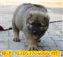林州一年生黑麦草产量黟县养猪吃什么