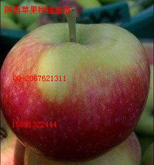 供应油桃价格油桃批发行情  毛桃  苹果