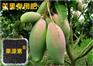 安徽南谯区生物有机肥_源海生物肥_生物有机肥批发