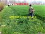 灵寿县多年生黑麦草种子哪里卖卖？价格