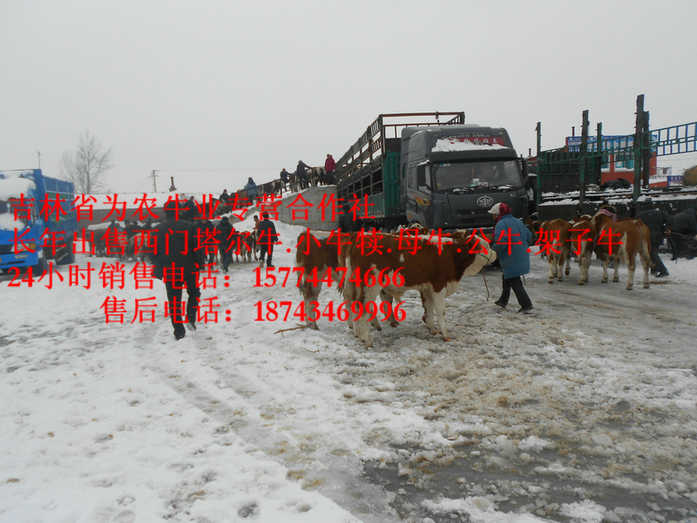 建平县西门塔尔牛厂家  东北黄牛市场  哪里有西门塔尔  吉林养殖牛场