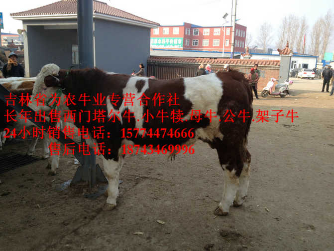 建平县西门塔尔牛厂家  东北黄牛市场  哪里有西门塔尔  吉林养殖牛场
