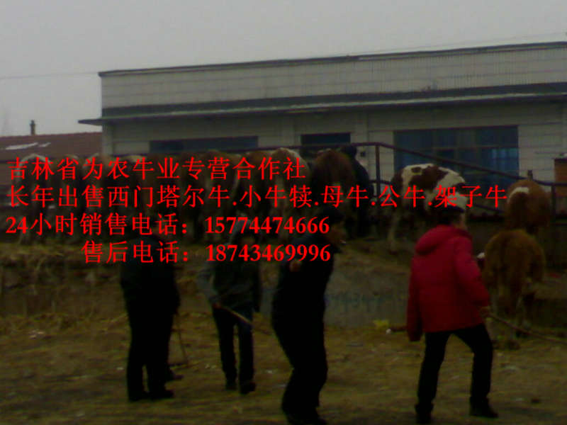 建平县西门塔尔牛厂家  东北黄牛市场  哪里有西门塔尔  吉林养殖牛场