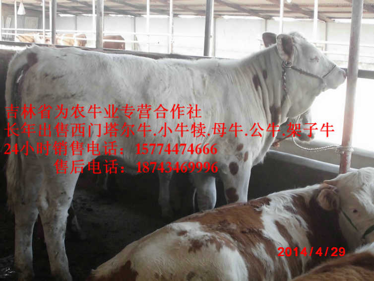 包头市出售西门塔尔牛  牛场管理  西门塔尔牛图片  西门塔尔牛价格