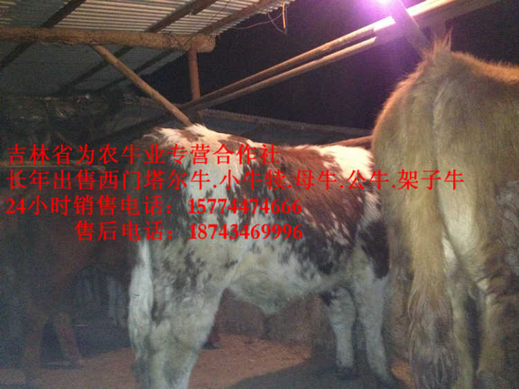 包头市出售西门塔尔牛  牛场管理  西门塔尔牛图片  西门塔尔牛价格