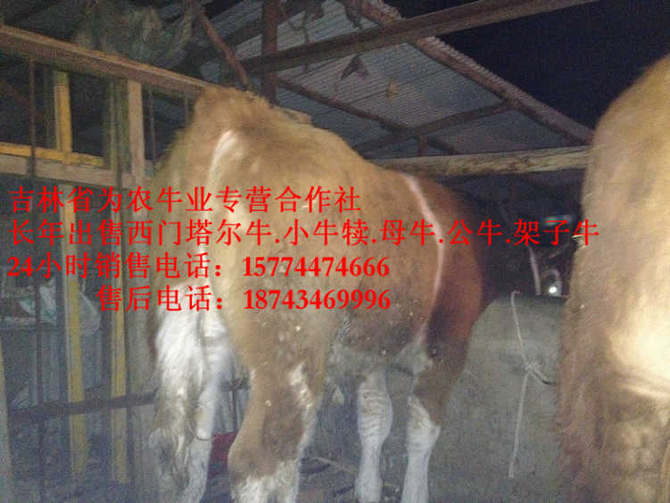磐石市西门塔尔出肉率  东北改良牛市场  吉林哪里牛便宜  西门塔尔育肥牛