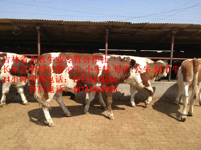 磐石市西门塔尔出肉率  东北改良牛市场  吉林哪里牛便宜  西门塔尔育肥牛