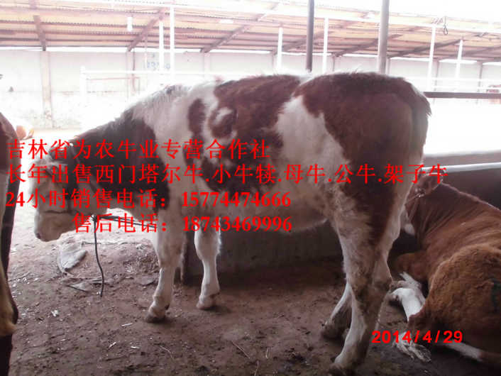 大安市吉林正规养殖场  吉林牛犊价格  什么牛长得快  营城子肉牛