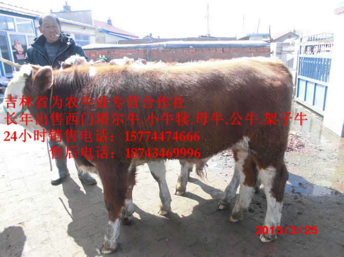 大安市吉林正规养殖场  吉林牛犊价格  什么牛长得快  营城子肉牛