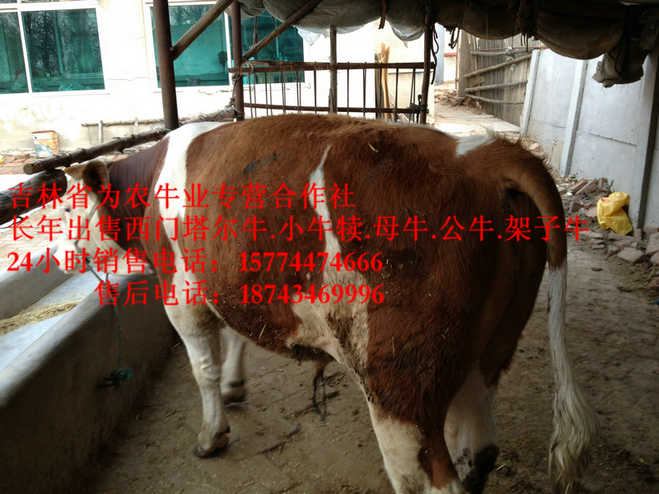 松原市牛病防治  售西门塔尔牛犊  吉林牛犊图片  营城子肉牛