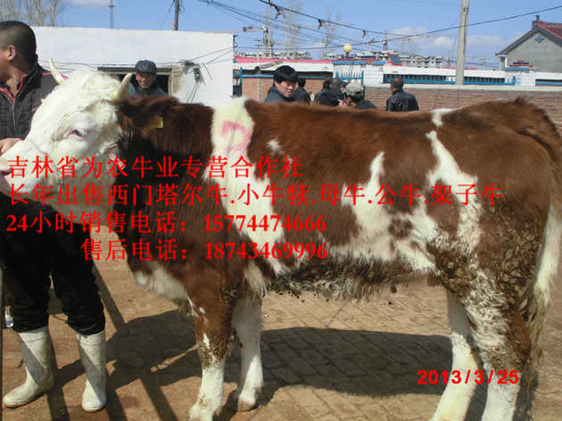 松原市牛病防治  售西门塔尔牛犊  吉林牛犊图片  营城子肉牛