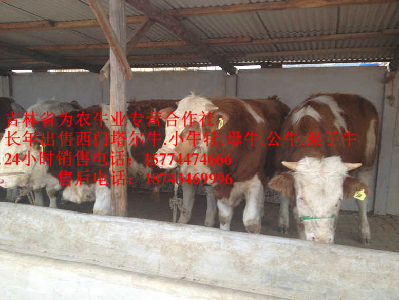 巴林左旗西门塔尔牛批发  东北养殖场  东北养殖合作社  吉林正规养殖场