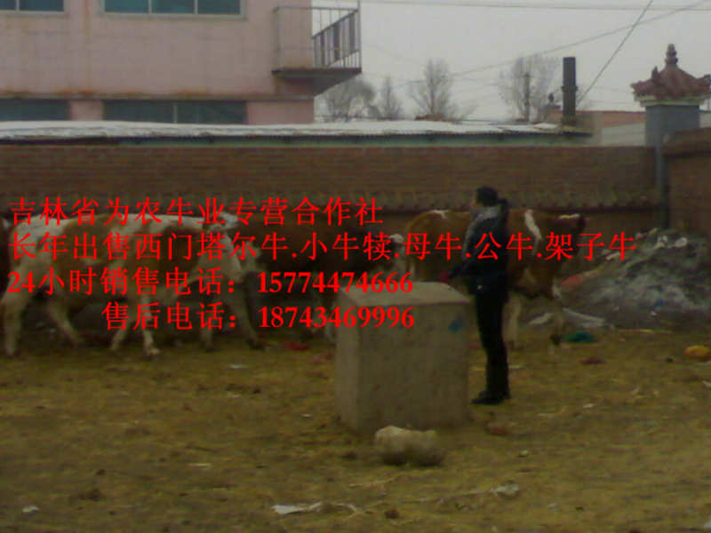 龙港区西门塔尔牛价格  什么牛最好养  吉林正规养殖场  什么牛长得快