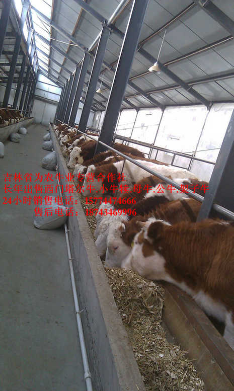 龙港区西门塔尔牛价格  什么牛最好养  吉林正规养殖场  什么牛长得快