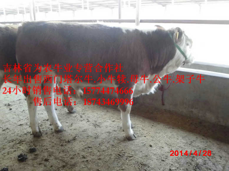 依兰县西门塔尔出肉率  西门塔尔母牛  四平繁育牛犊  营城子肉牛