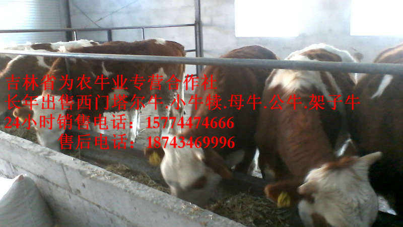 依兰县西门塔尔出肉率  西门塔尔母牛  四平繁育牛犊  营城子肉牛