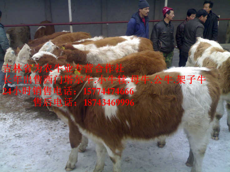 呼和浩特市西门塔尔牛批发  四平繁育母牛  东北牛犊图片