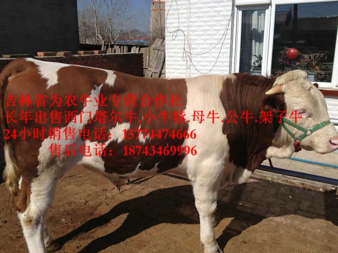 呼和浩特市西门塔尔牛批发  四平繁育母牛  东北牛犊图片
