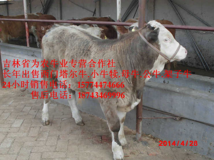 双城市四平架子牛  吉林繁育母牛  西门塔尔种牛  西门塔尔牛图片
