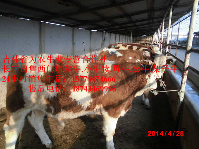 丹东市西门塔尔牛批发  东北改良牛  哪里牛源多  东北哪里牛价低