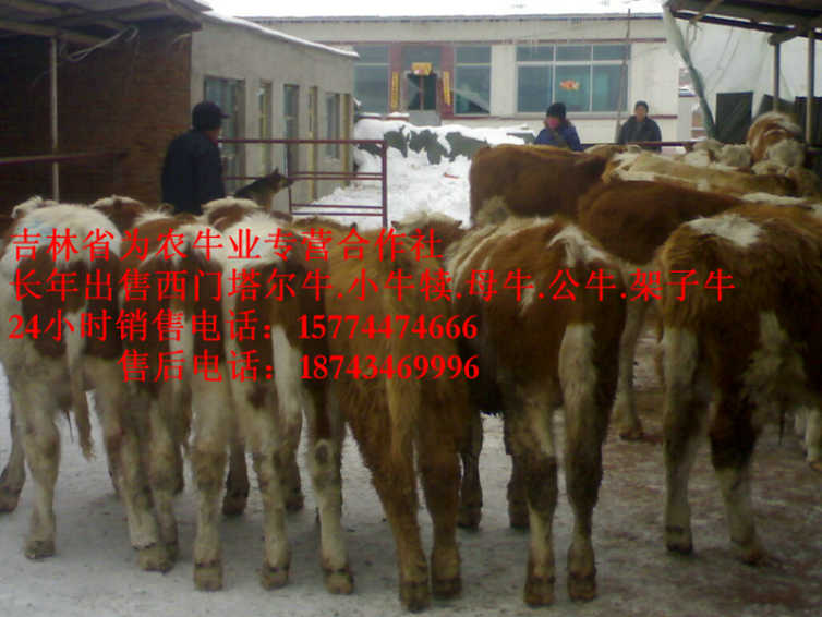 丹东市西门塔尔牛批发  东北改良牛  哪里牛源多  东北哪里牛价低