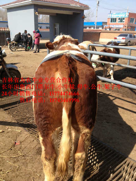 土默特右旗营城子牛场  西门塔尔牛价格  吉林哪里牛价低  四平繁育母牛
