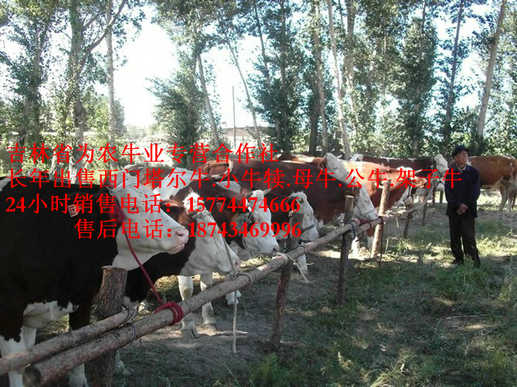 土默特右旗营城子牛场  西门塔尔牛价格  吉林哪里牛价低  四平繁育母牛