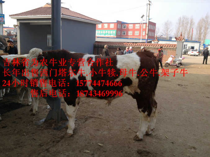 土默特右旗营城子牛场  西门塔尔牛价格  吉林哪里牛价低  四平繁育母牛