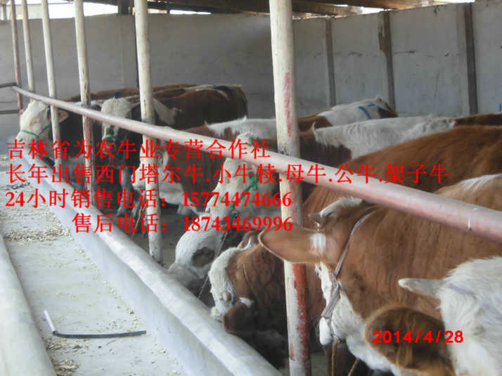 葫芦岛市东北改良牛  牛犊交易市场  四平架子牛  东北黄牛