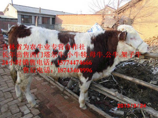 宁江区东北养殖牛场  东北夏洛莱牛  东北改良牛市场  西门塔尔肉牛