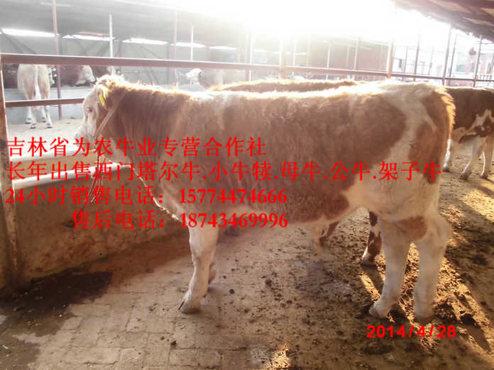 宁江区东北养殖牛场  东北夏洛莱牛  东北改良牛市场  西门塔尔肉牛