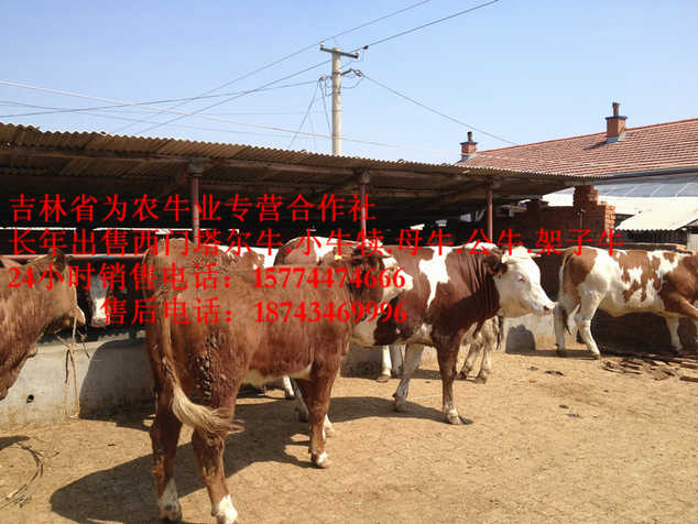 通化县吉林养殖合作社  营城子肉牛  东北黄牛市场  东北哪里牛便宜