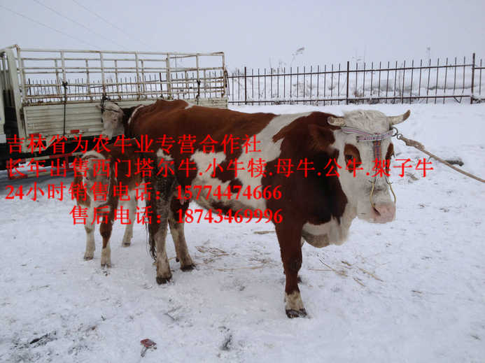 通化县吉林养殖合作社  营城子肉牛  东北黄牛市场  东北哪里牛便宜