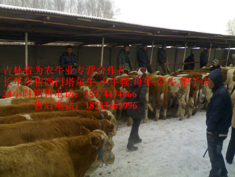 康平县东北正规养殖场  西门塔尔牛价格  四平架子牛  出售西门塔尔牛