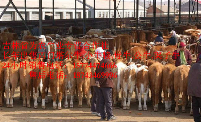 康平县东北正规养殖场  西门塔尔牛价格  四平架子牛  出售西门塔尔牛