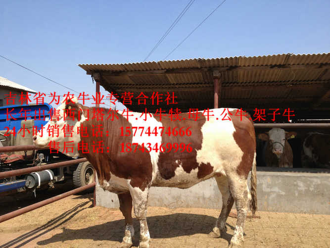 康平县东北正规养殖场  西门塔尔牛价格  四平架子牛  出售西门塔尔牛