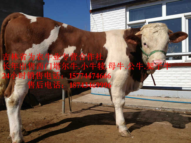 托克托县西门塔尔母牛  西门塔尔牛批发  营城子牛场  营城子西门塔尔
