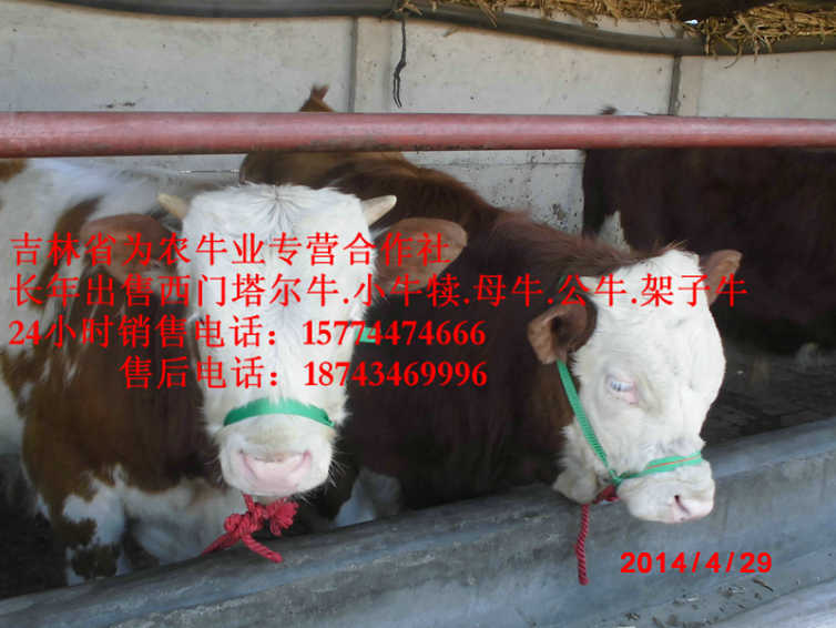 托克托县西门塔尔母牛  西门塔尔牛批发  营城子牛场  营城子西门塔尔