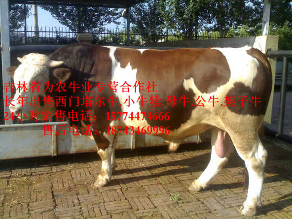 托克托县西门塔尔母牛  西门塔尔牛批发  营城子牛场  营城子西门塔尔