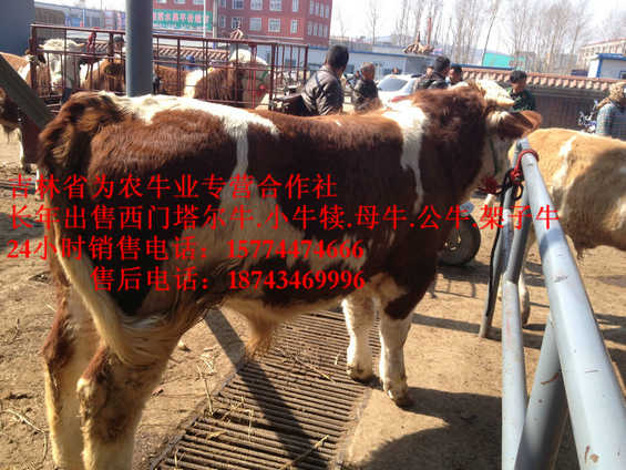 元宝山区营城子在哪里  西门塔尔牛图片  吉林养殖合作社  牛饲料配比