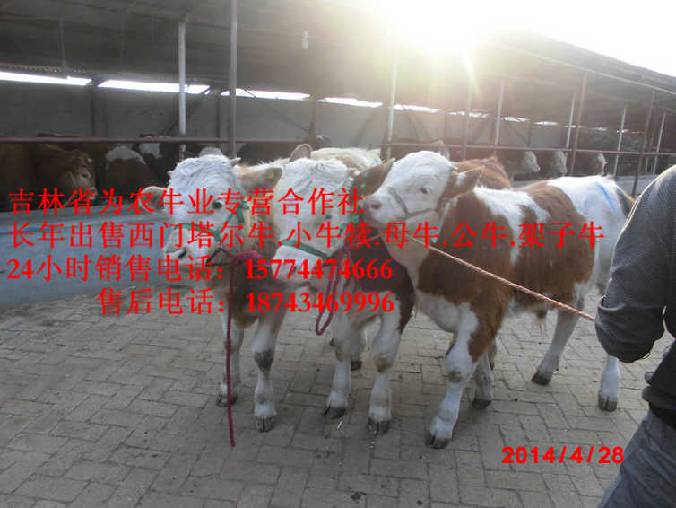 磴口县东北夏洛莱牛  东北改良牛基地  售西门塔尔牛犊  吉林繁育母牛