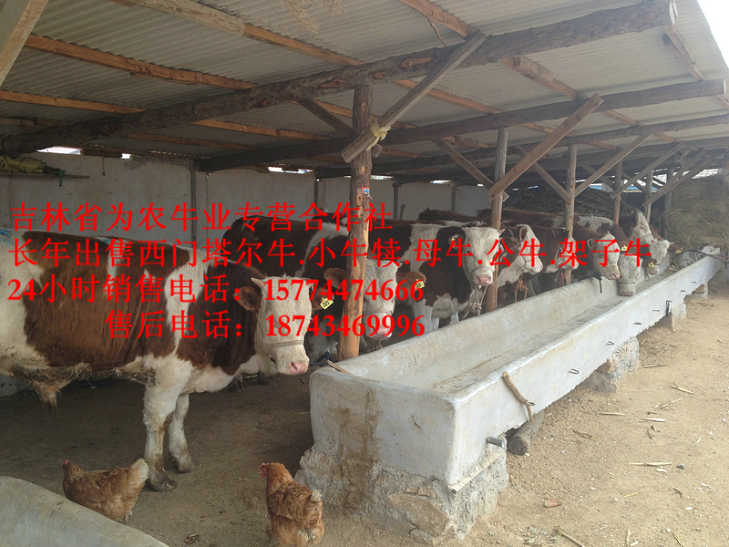 磴口县东北夏洛莱牛  东北改良牛基地  售西门塔尔牛犊  吉林繁育母牛