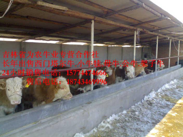 磴口县东北夏洛莱牛  东北改良牛基地  售西门塔尔牛犊  吉林繁育母牛