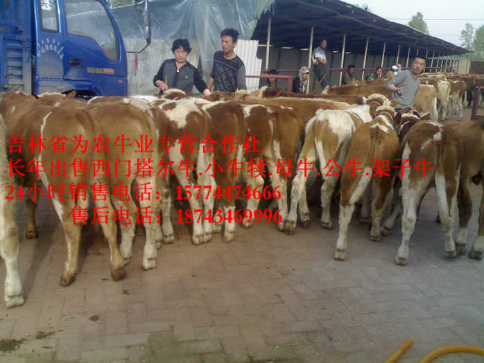 巴彦县西门塔尔架子牛  哪里牛源多  西门塔尔牛  什么牛下犊好
