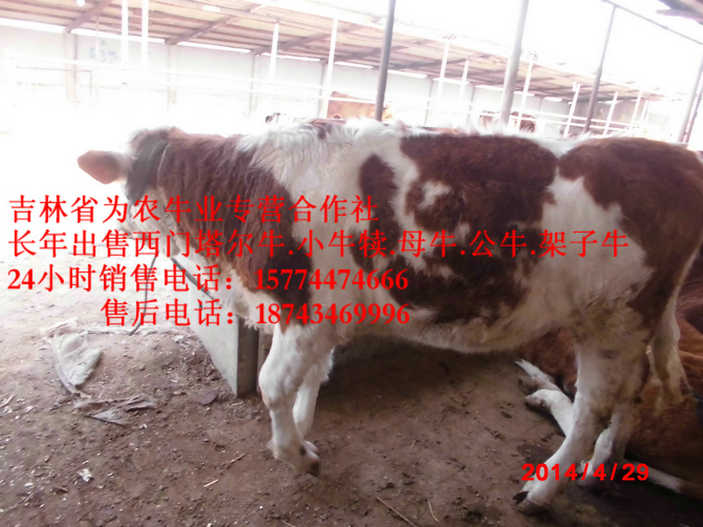巴彦县西门塔尔架子牛  哪里牛源多  西门塔尔牛  什么牛下犊好