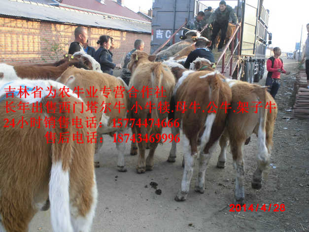 彰武县牛犊交易市场  营城子西门塔尔  营城子牛场  东北牛犊图片