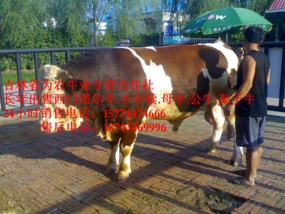 彰武县牛犊交易市场  营城子西门塔尔  营城子牛场  东北牛犊图片